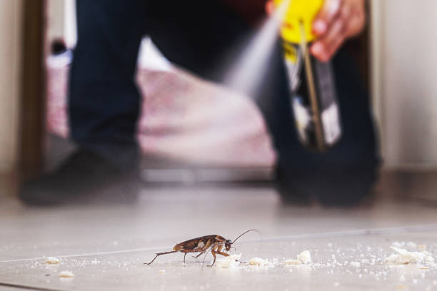 Best Pest Control Near Me in North Olmsted, OH